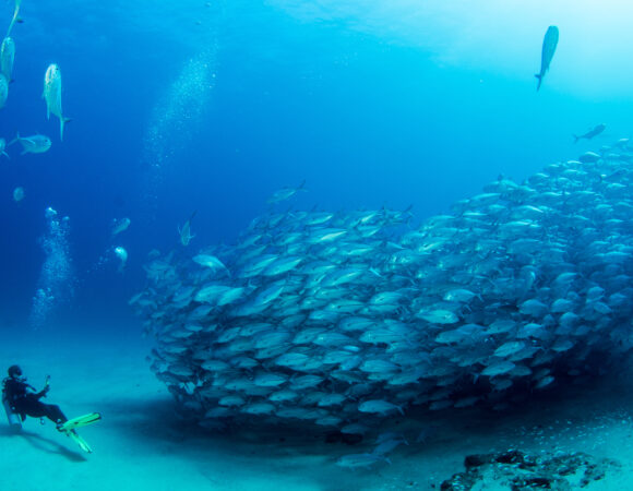 Scuba Cabo Pulmo