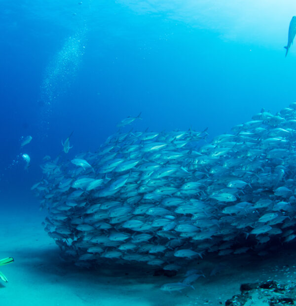Scuba Cabo Pulmo