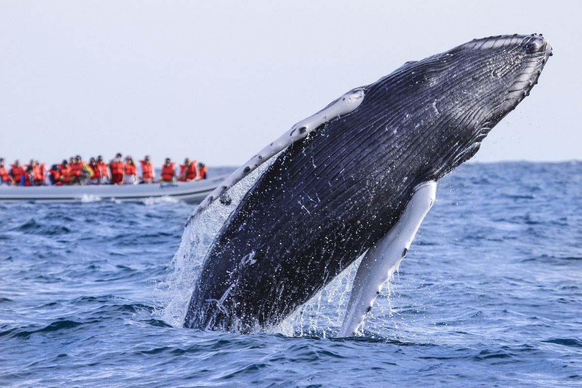 Whale Watching Expedition