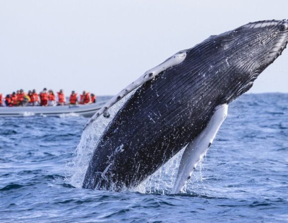 Whale Watching Expedition