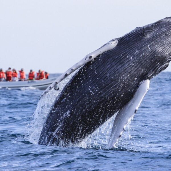 Whale Watching Expedition